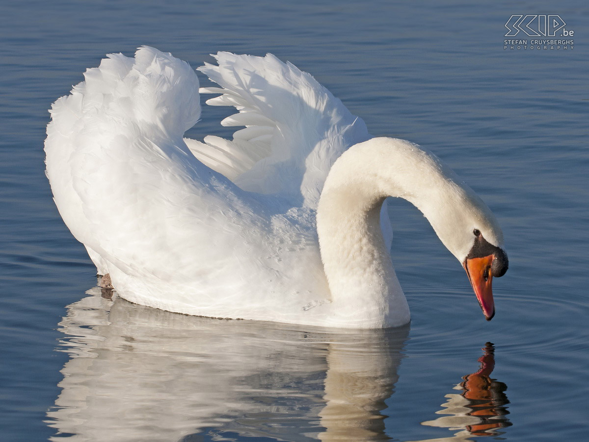 Swans Photos of a group of swans on the lake of the nature reserve De Maat in my neighbouring city Mol-Rauw. Stefan Cruysberghs